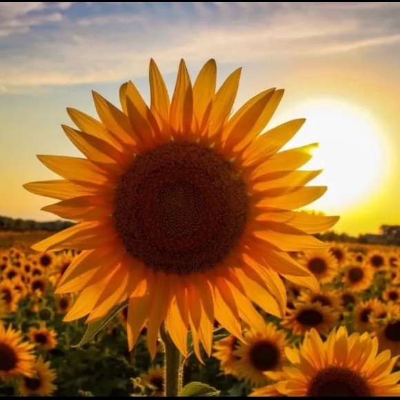 🌻🌻🌻 - Picture 5 of 7